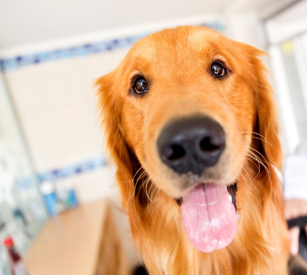 Cute dog at the vet with his tongue out
